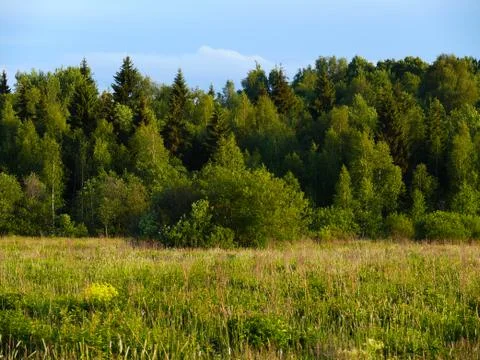 Forest in the field Stock Photos