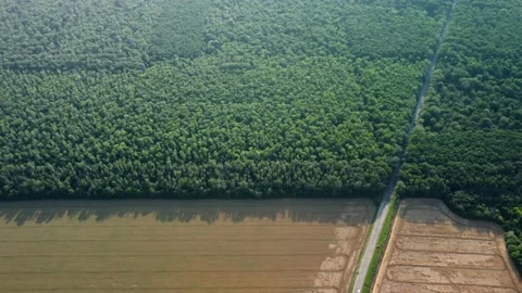 Forest field road crossing the forest Stock Footage 160076325