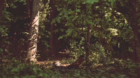 A forest filled with lots of green trees. dark forest Vídeos de archivo 274367225