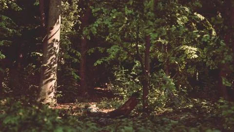 A forest filled with lots of green trees. dark forest Stock Illustration