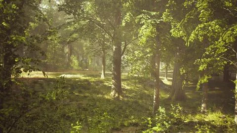 A forest filled with lots of green trees Stock Illustration