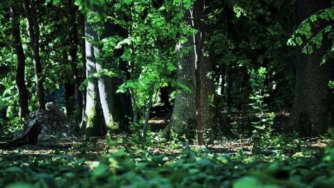 A forest filled with lots of green trees Stock Illustration