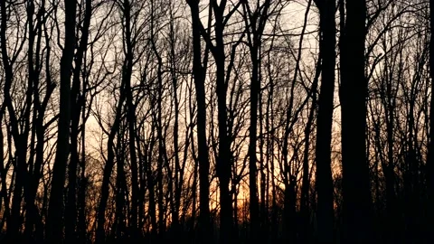 A forest filled with lots of tall trees Stock Footage 236852641