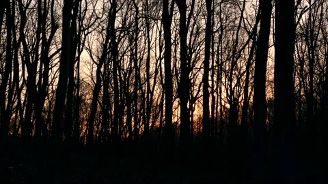 A forest filled with lots of tall trees Stock Footage 236852771