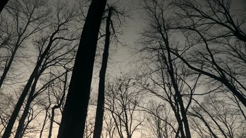 A forest filled with lots of tall trees Stock Footage 236852974