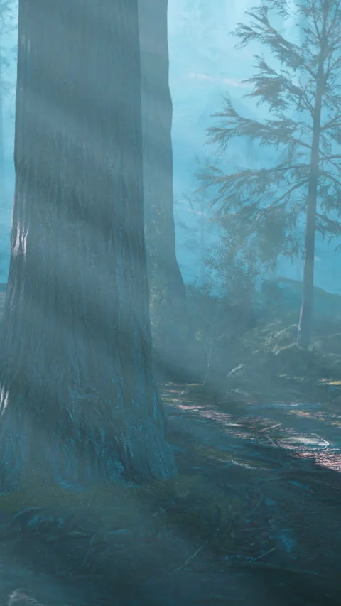 A forest filled with lots of tall trees Stock Footage 286705657