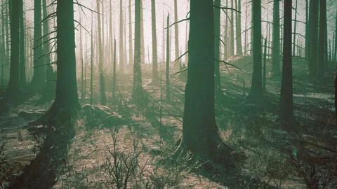 A forest filled with lots of tall trees Stock Illustration