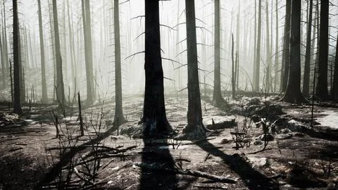 A forest filled with lots of tall trees Stock Illustration
