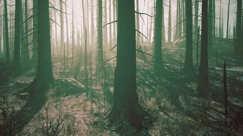 A forest filled with lots of tall trees Stock Illustration