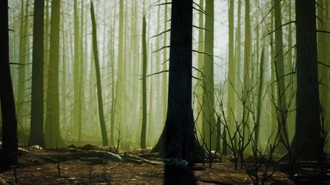 A forest filled with lots of tall trees Stock Illustration