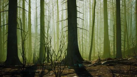 A forest filled with lots of tall trees Stock Illustration