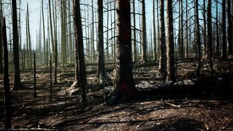 A forest filled with lots of tall trees イラスト素材