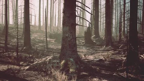 A forest filled with lots of tall trees Stock Illustration