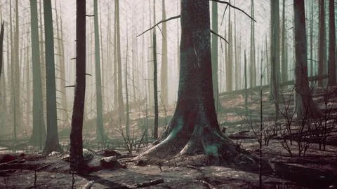 A forest filled with lots of tall trees Stock Illustration
