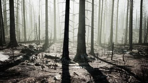 A forest filled with lots of tall trees Stock Illustration
