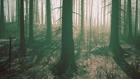 A forest filled with lots of tall trees Stock Illustration