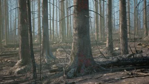 A forest filled with lots of tall trees イラスト素材
