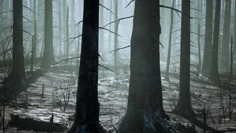 A forest filled with lots of tall trees Stock Illustration