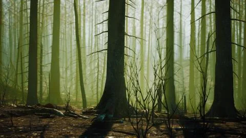 A forest filled with lots of tall trees Stock Illustration
