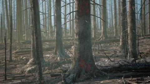 A forest filled with lots of tall trees イラスト素材