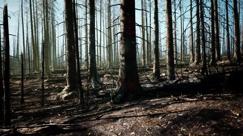 A forest filled with lots of tall trees Stock Illustration