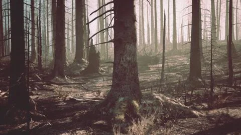 A forest filled with lots of tall trees Stock Illustration