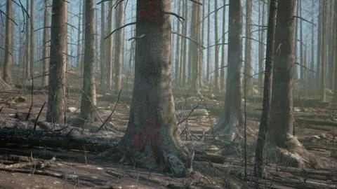 A forest filled with lots of tall trees Stock Illustration