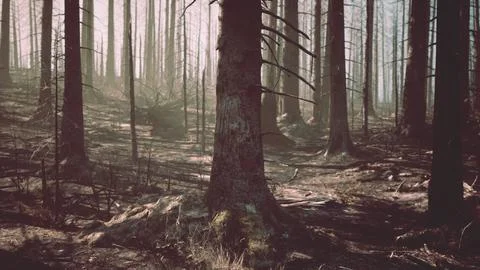 A forest filled with lots of tall trees イラスト素材