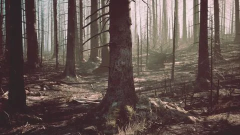 A forest filled with lots of tall trees Stock Illustration