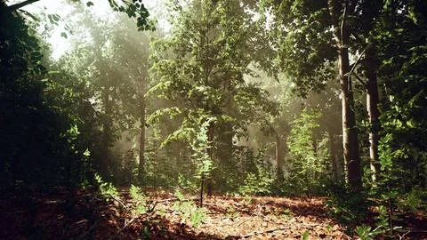 A forest filled with lots of trees and leaves Stock Illustration