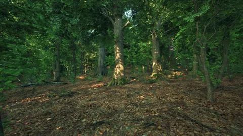 A forest filled with lots of trees and leaves. dark forest Stock Illustration