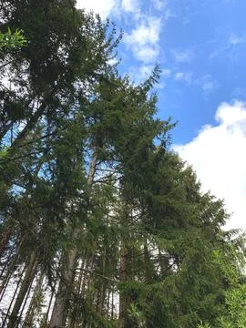 A forest filled with numerous tall trees towering above the ground, creating  Stock Photos
