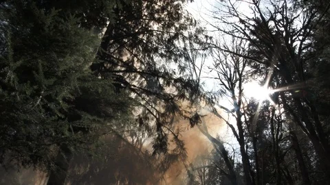 Forest Filled With Smoke From Fire Below Stock Footage 105122500
