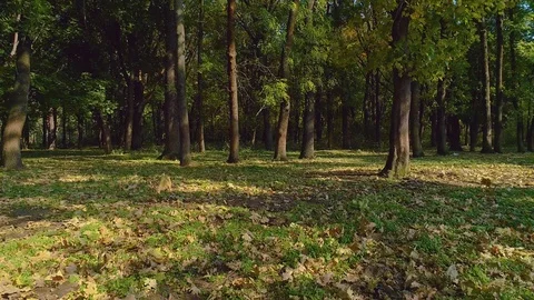 A forest , filmed from the inside with a drone. Stock Footage 113070775