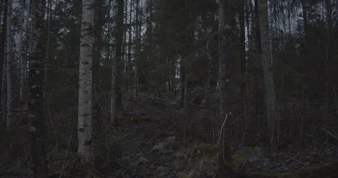 Forest Finland Sequence 2 動画素材 98154423