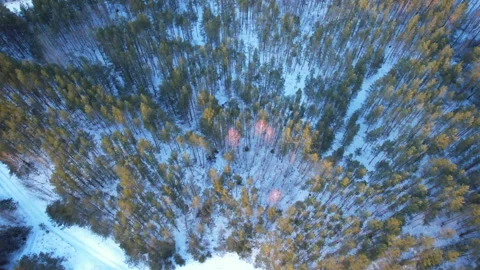Forest with fir and pine trees in the winter season. Aerial view 스톡 동영상 169187756