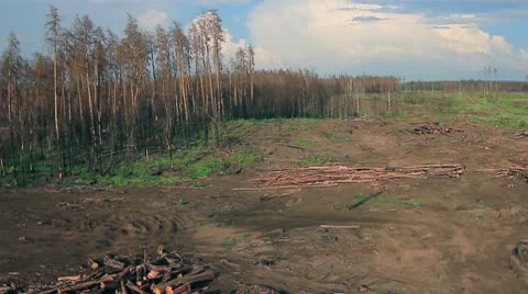 Forest fire 02.mp4 Video stock 8977176