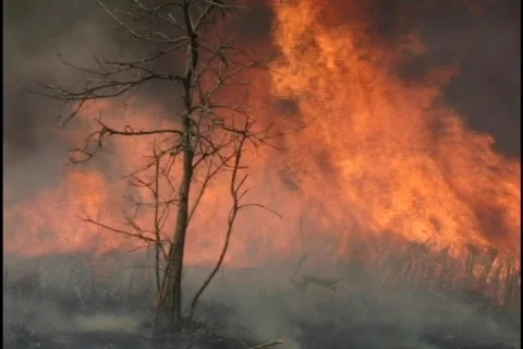 Forest Fire 1 Stock Footage 297568