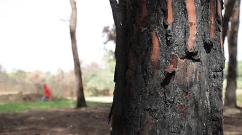 Forest fire 1. Stock Footage 24701774