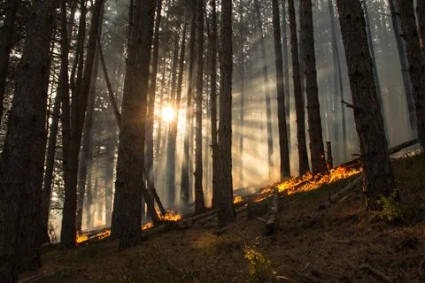 Forest fire (1) Stock Photos