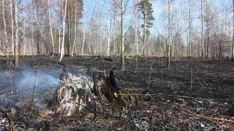 Forest fire 10 Stock Footage 913066