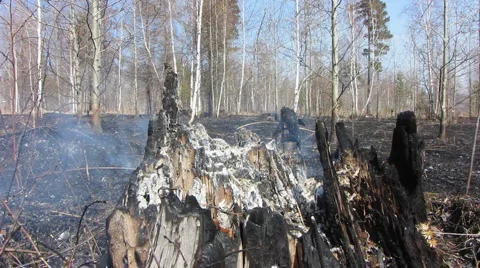 Forest fire 13 Stock Footage 913109