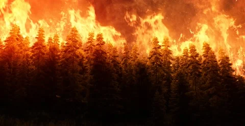 Forest Fire - 1440p Stock Footage 141305943