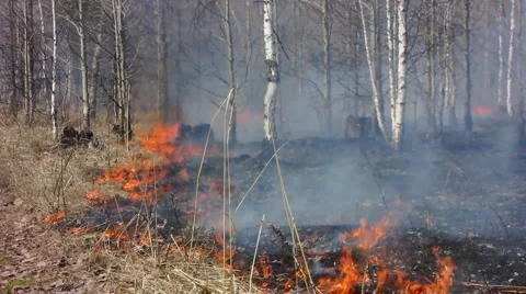 Forest fire 15 Stock Footage 913129