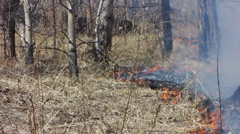 Forest fire 17 Stock Footage 913155
