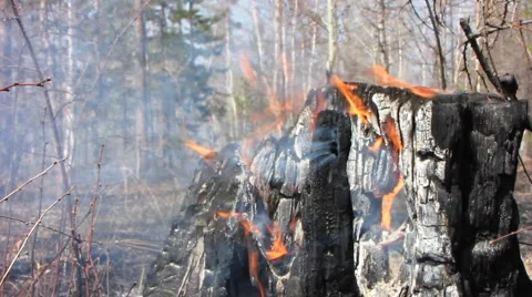Forest fire 19 Stock Footage 916481