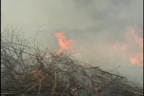 Forest Fire 2 Stock Footage 297570