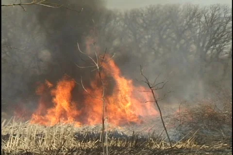 Forest Fire 2 Stock Footage 297574