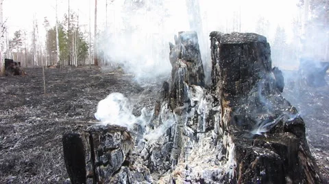 Forest fire 2 Stock Footage 916637