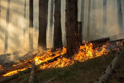 Forest fire (2) Stock Photos